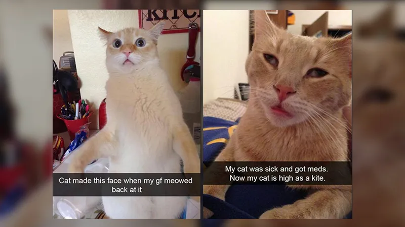 cat Snapchats